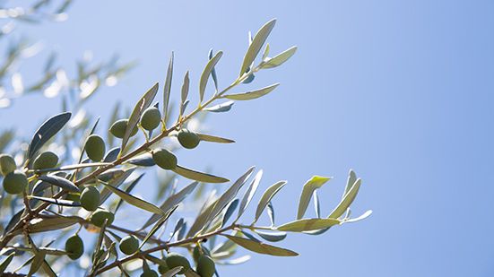 Olive Trees 